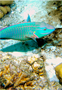 ANDREA 1 & 2 An ideal site for beginner snorkelers and divers, you will find this site located half a mile north of the destination plant. With a depth ranging from 20 to 100 feet (6 to 30 metres), expect to encounters the likes of parrotfish (rainbow, midnight, and blue parrot fish), seahorses, as well as soft corals and anemones.
