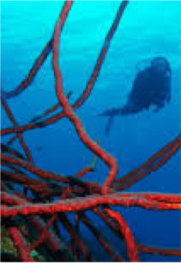 NUKOVE Home to many of the island’s larger fish species, this site will also delight experienced divers with some of Bonaire’s most pristine coral. Ranging from 15 to 100 feet (5 to 30 metres), Nukove is found to the West of Washington - Slagbaai.