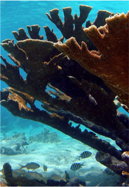 TORI'S REEF Located on the southwestern coast of the island, opposite the salt works’ outflow, this reef is regarded as the Caribbean’s second best site for fish diversity. Accessible from the shore via a channel passing under the road and opening out on the reef, divers will also come across stands of elkhorn and fire coral, where rare fish and eels tend to hide.