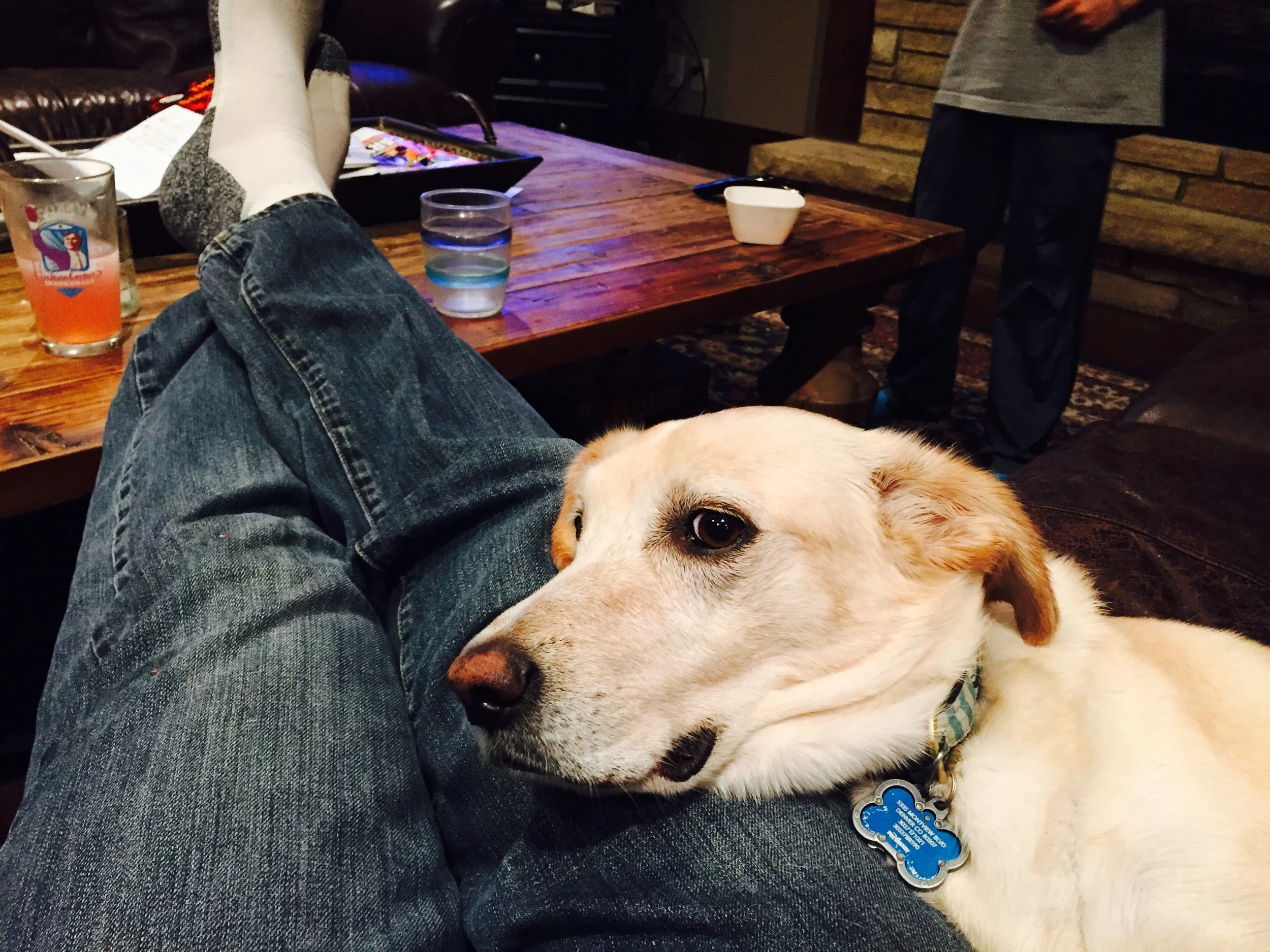 RIP Cooper (2008–2017), an old dog with great tricks.