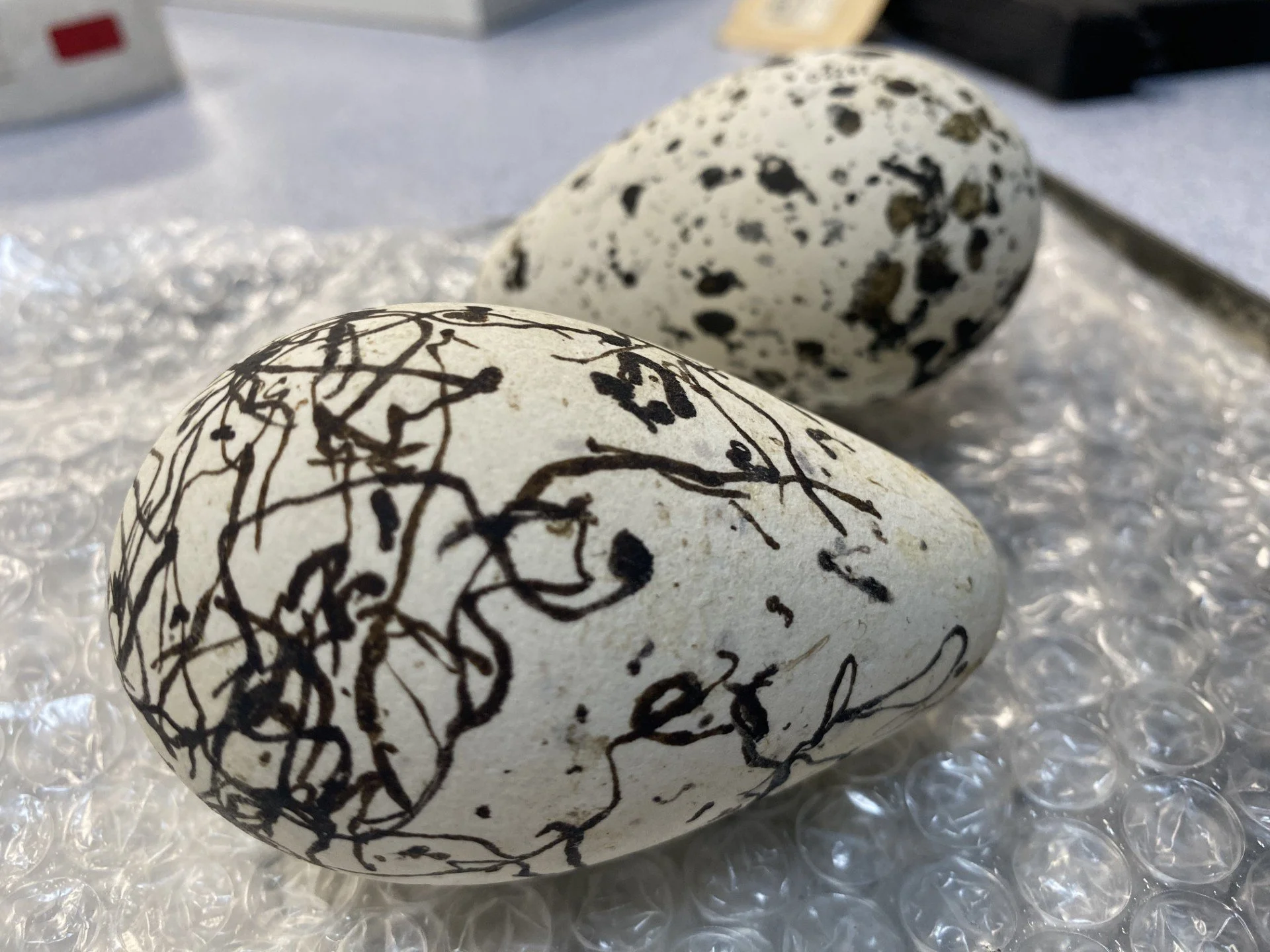 great auk egg photo.jpeg