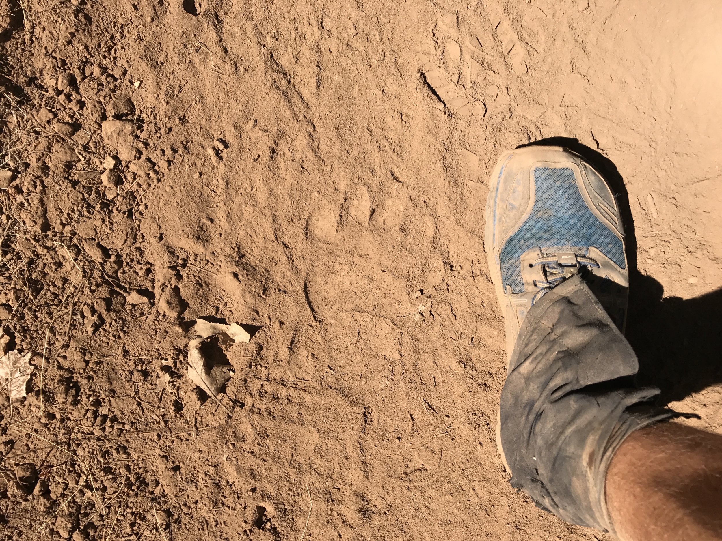 Another bear track just outside Burney Falls  