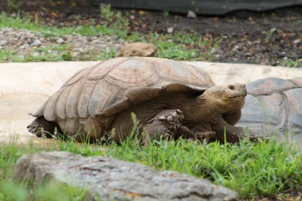 Why Tortoise Beats Hare: The Advantages of Gradual Success