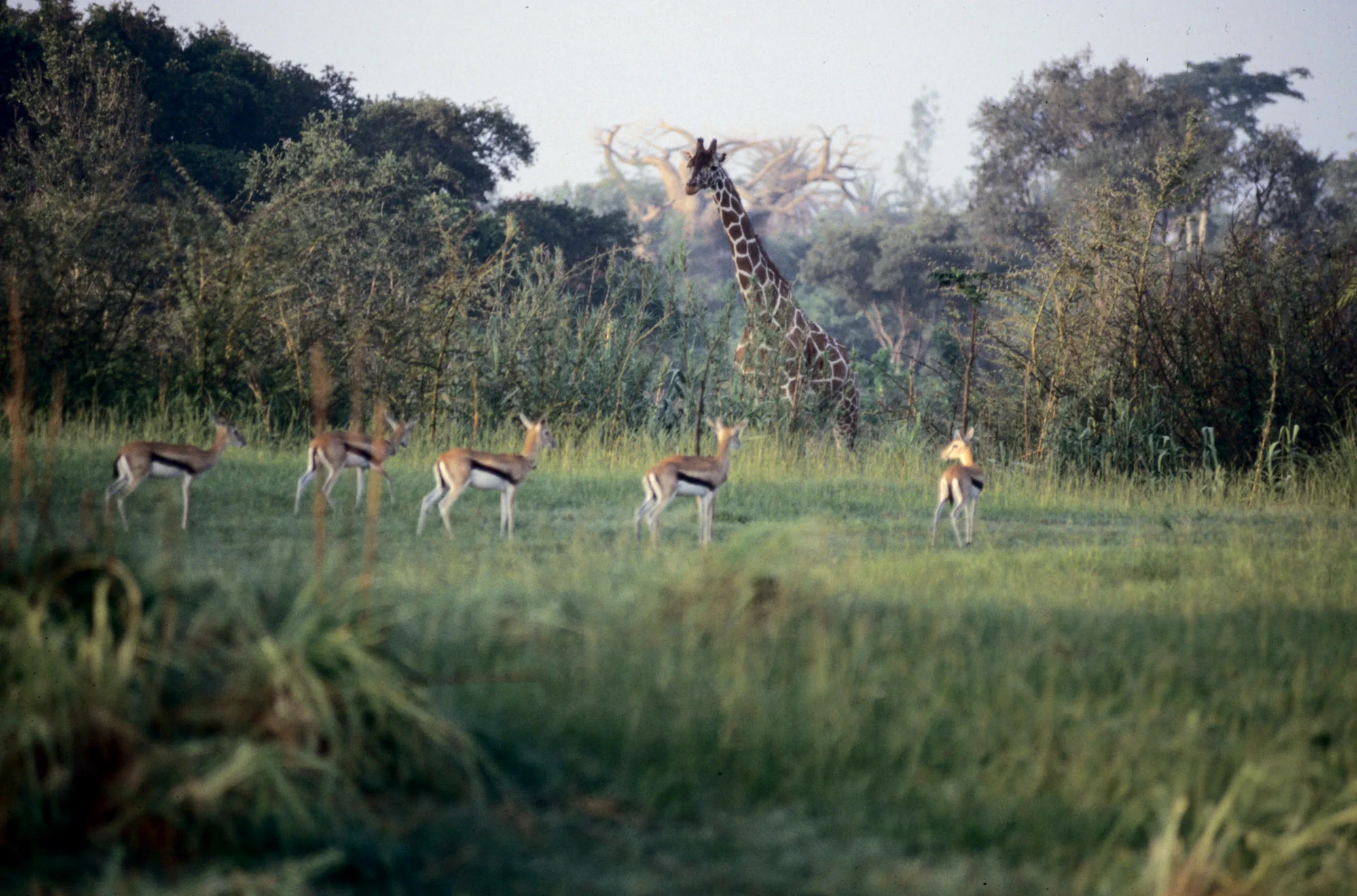 TP_13_animal kingdom 4.jpg