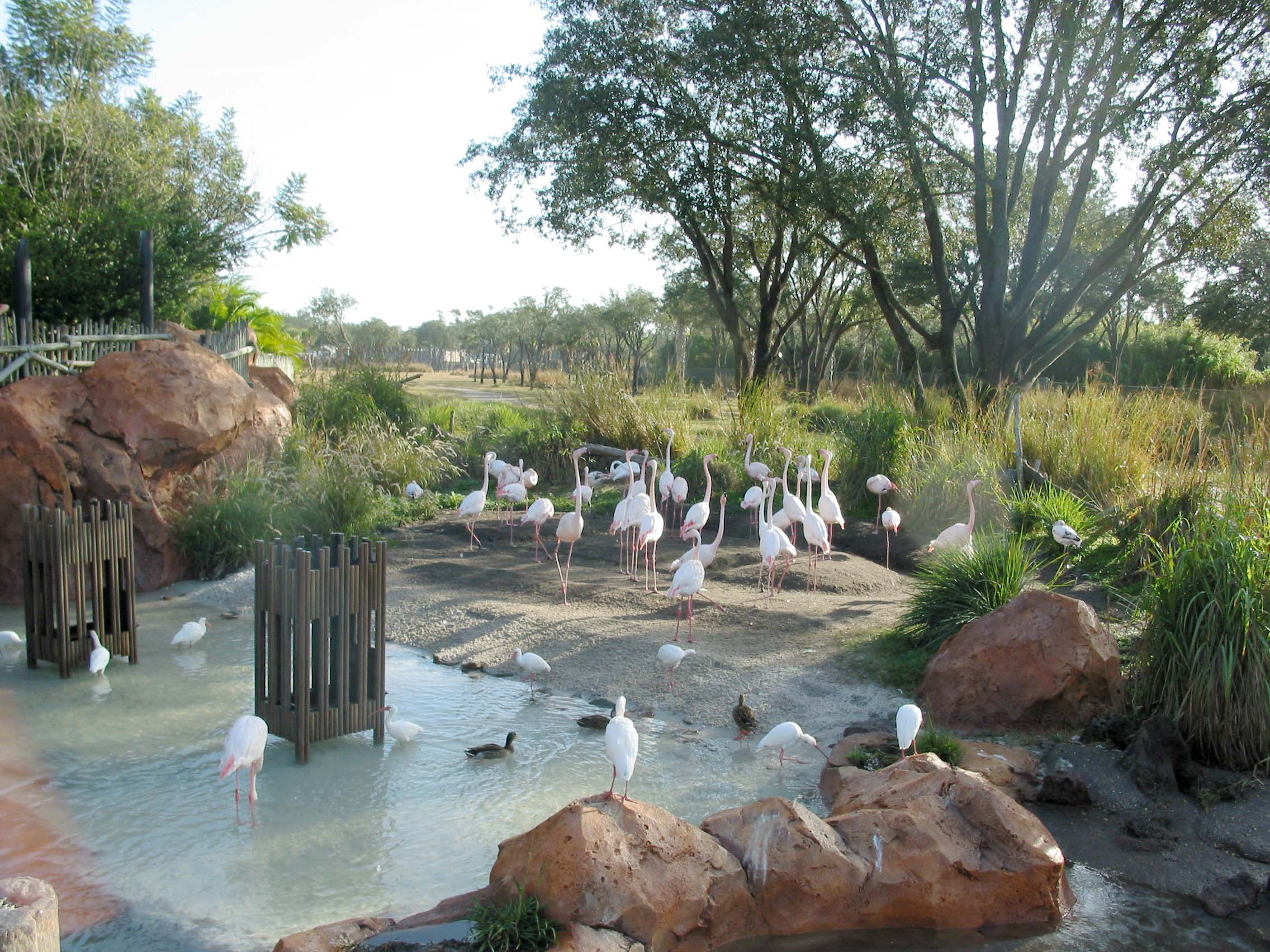 DAK_flamingoes.jpg