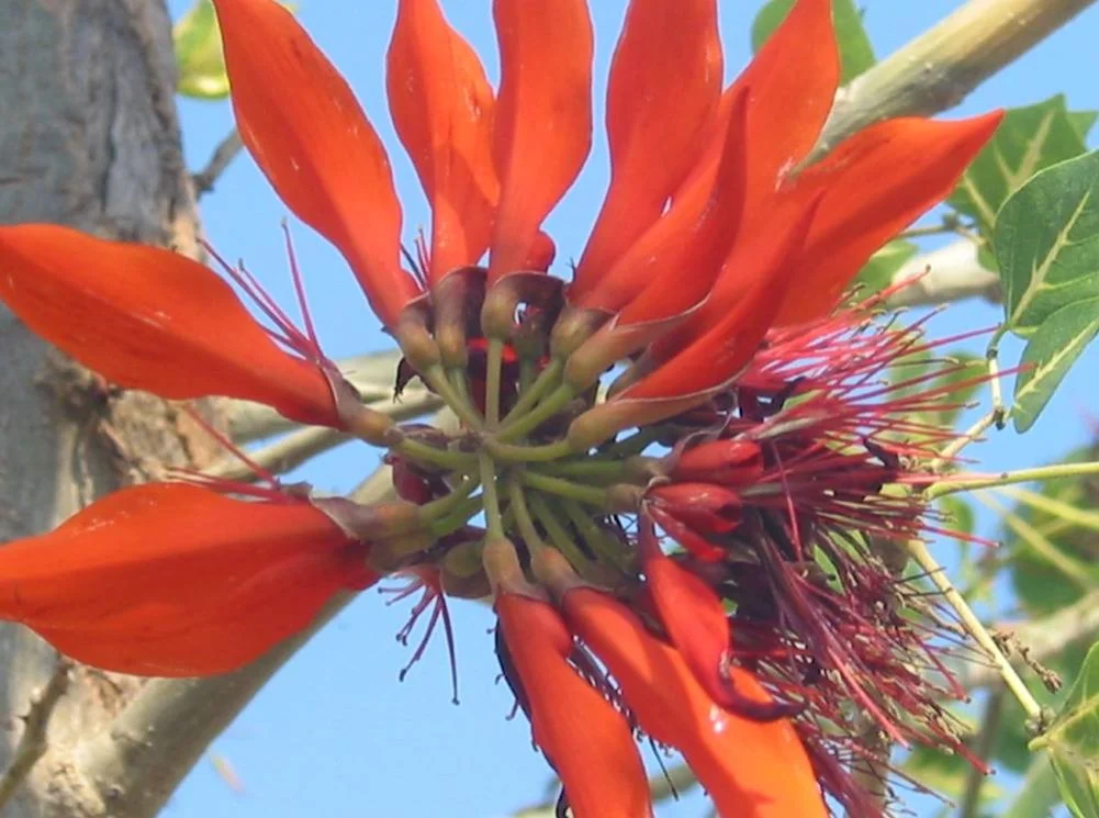 Erythrina - Coral tree from South China.jpg