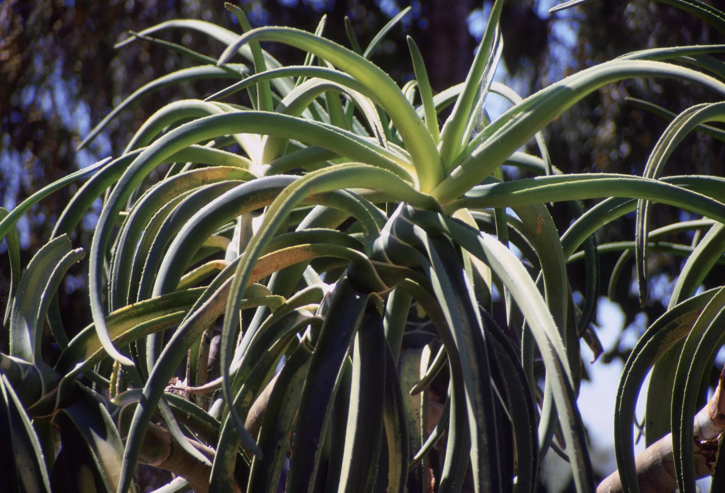 Aloe thraskii.jpg