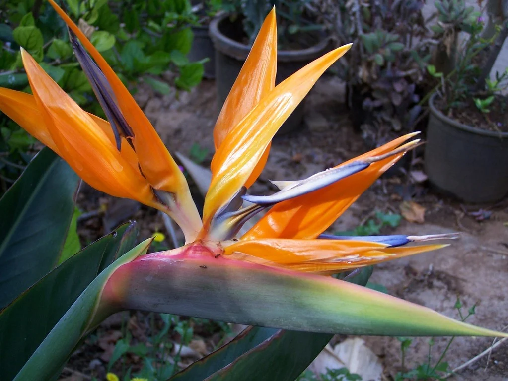 Bird of Paradise from South Africa.jpg