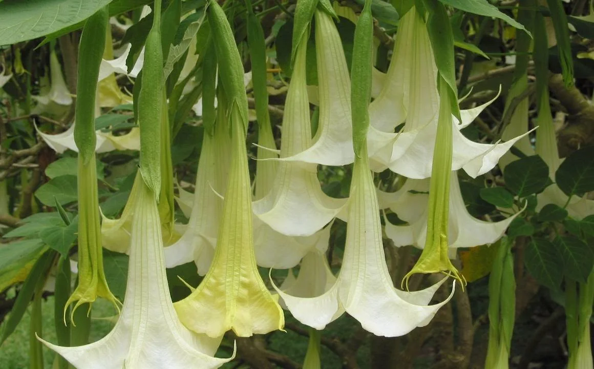 Brugmansia - Angels Trumpet.jpg