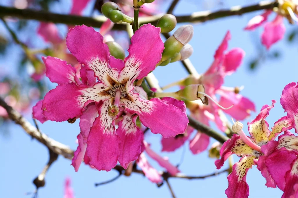 Chorisia speciosa - Silk Floss.jpg