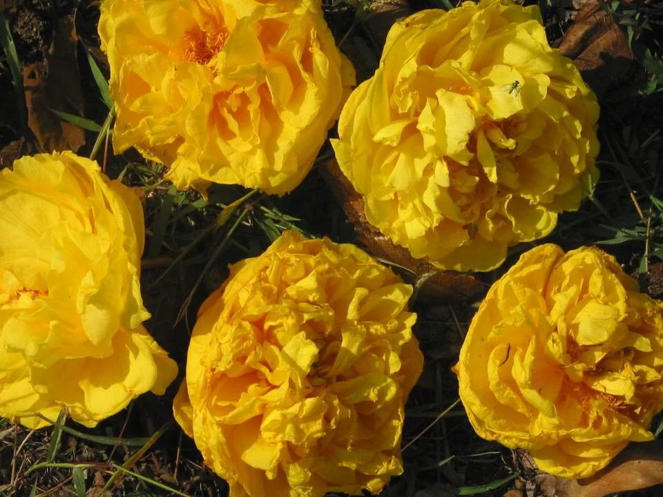 Cochlospermum.jpg