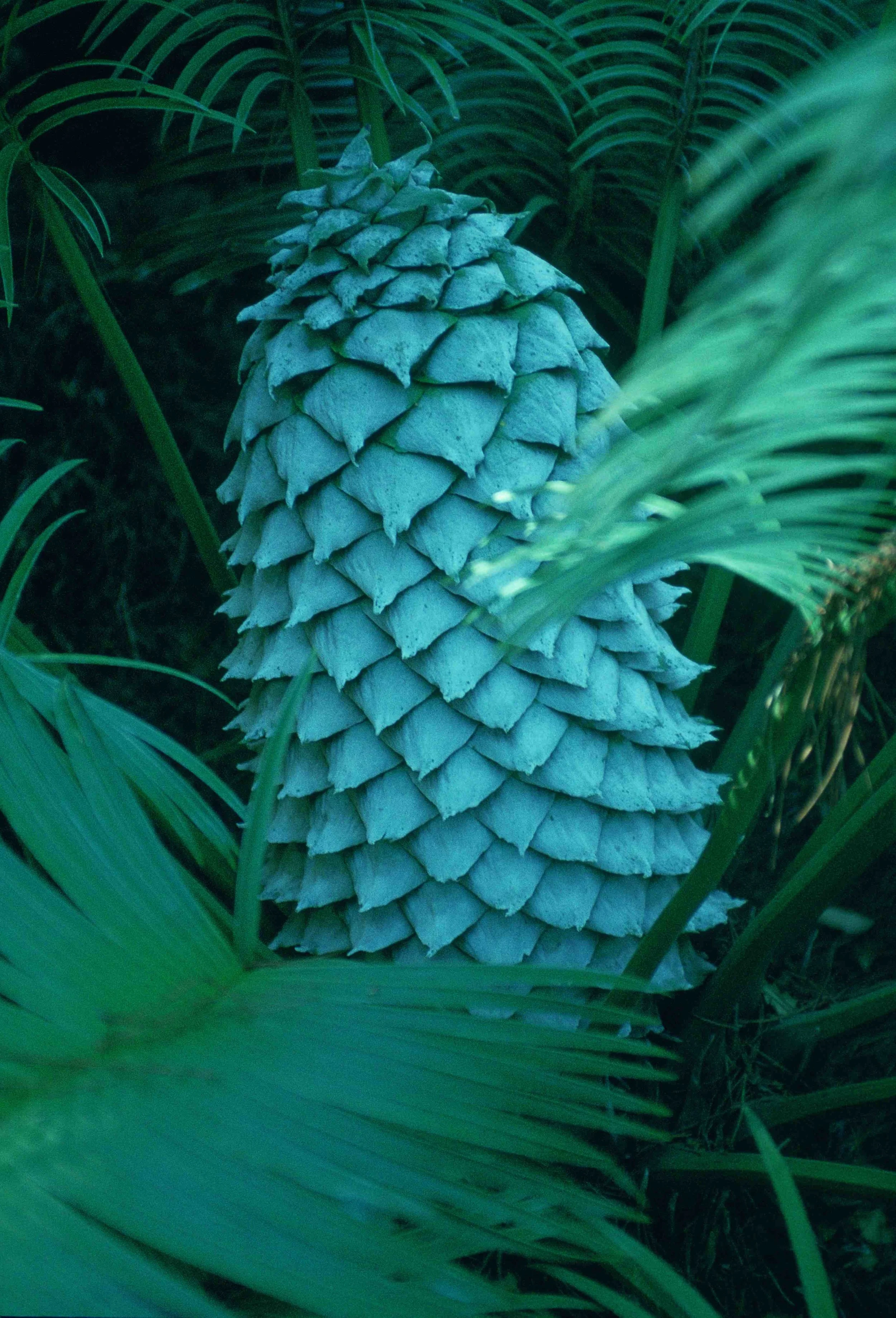Dioon spinulosum.jpg