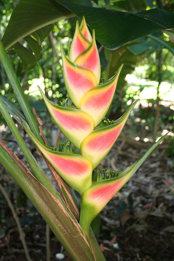 Heliconia rostrata from Hanalei in Hawaii.jpg