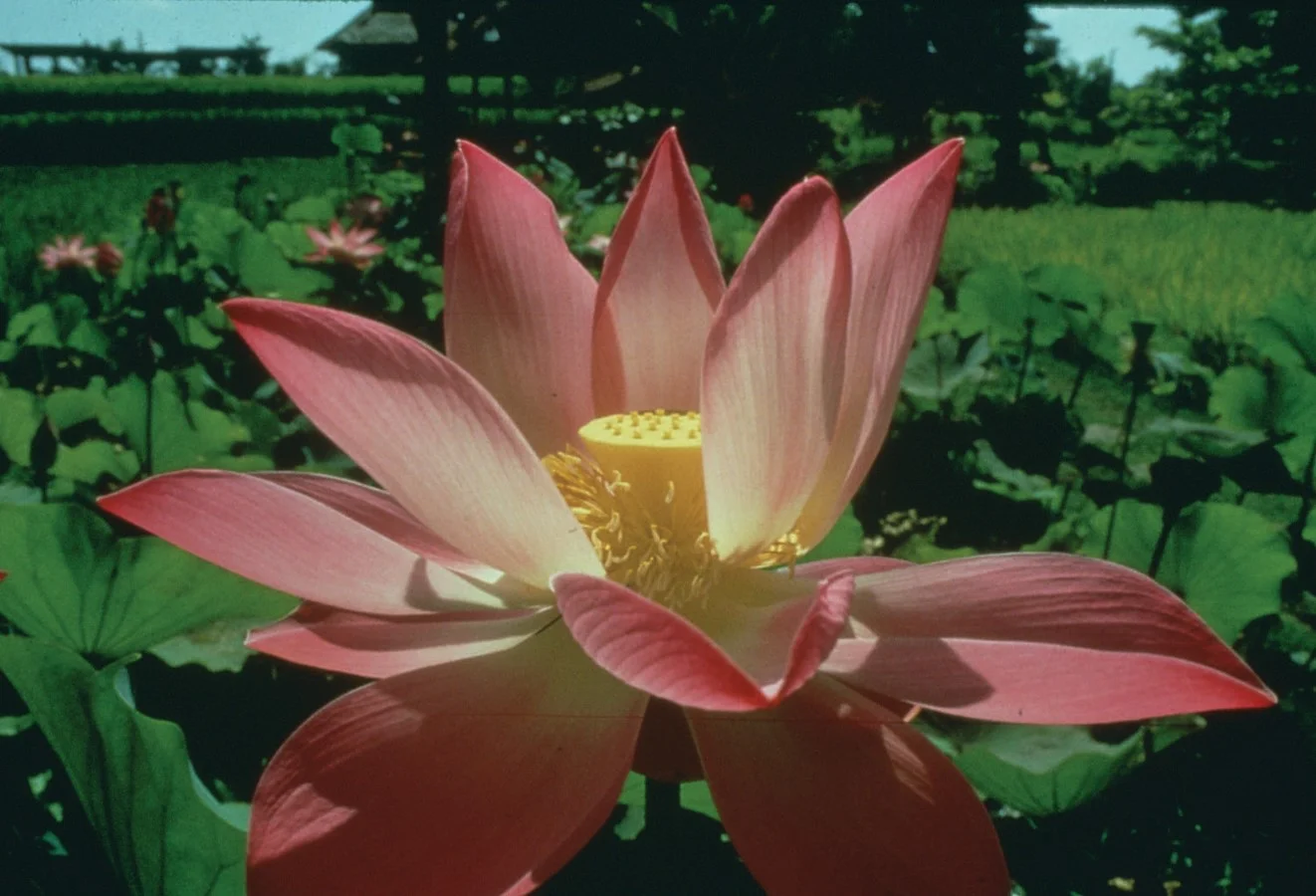 Lotus from Bali.jpg