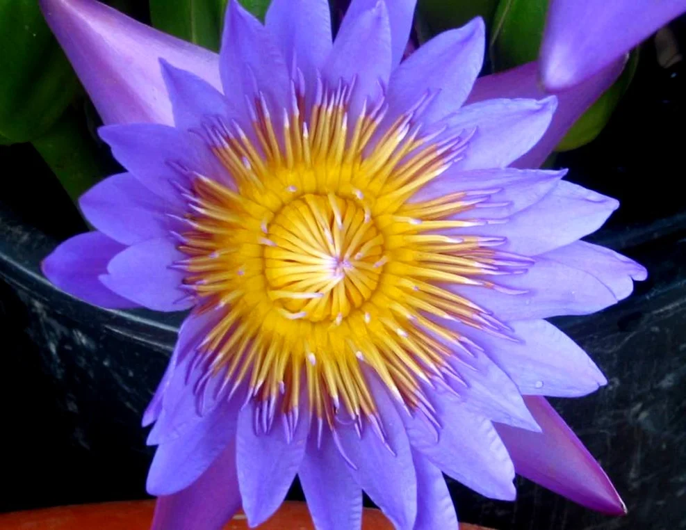 Nymphaea caerulea from China.jpg