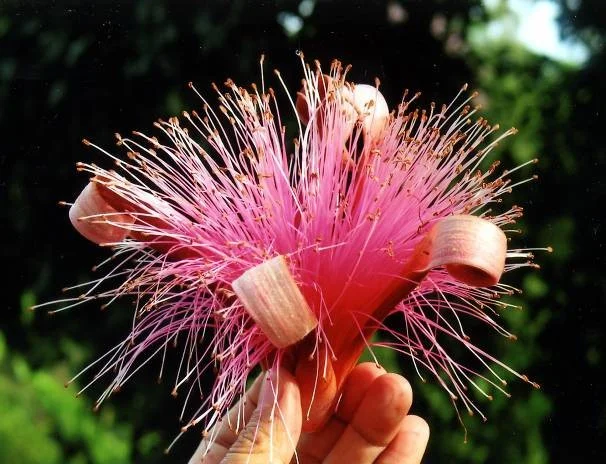 Pseudobombax ellipticum from Sri Lanka.jpg