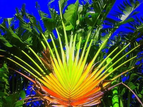 Ravenala madagascariensis - Travelers tree from Madagascar.jpg