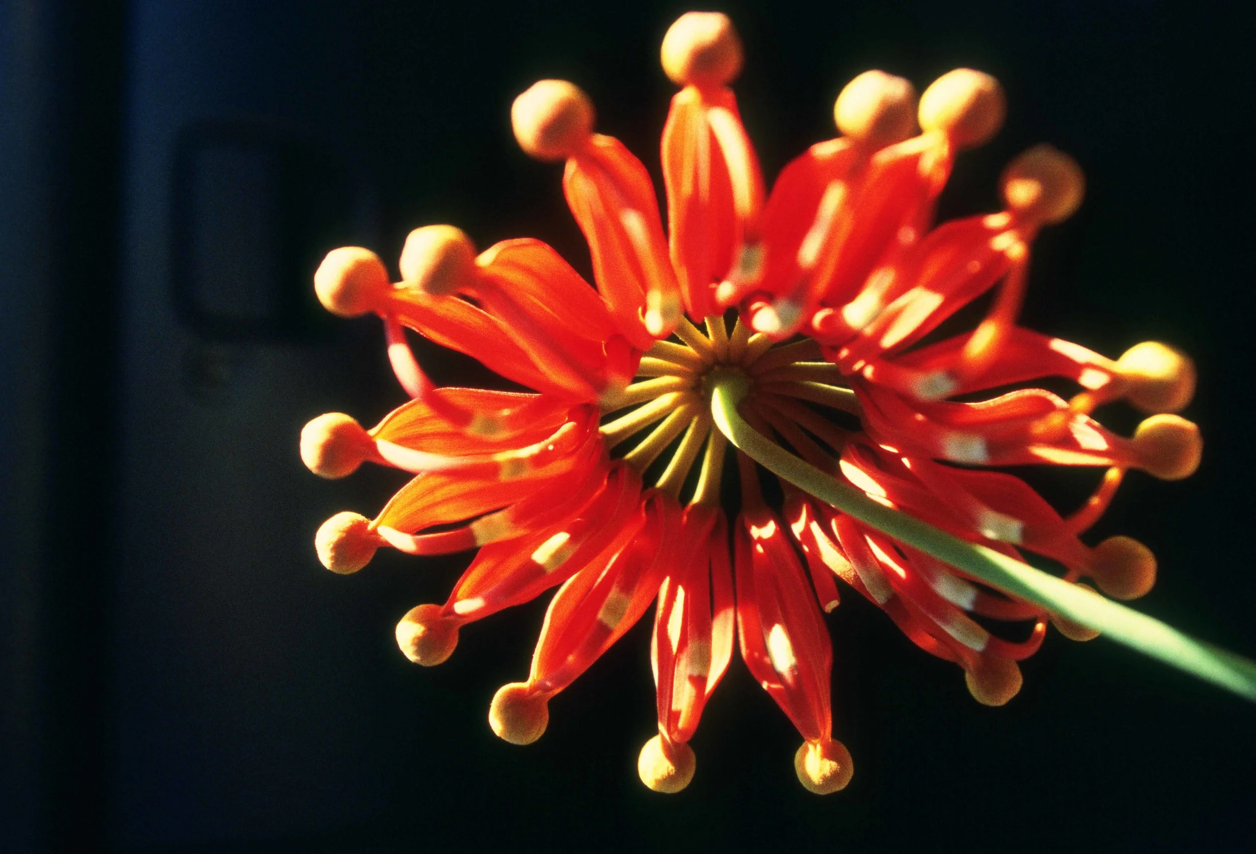 Stenocarpus sinuatus - Firewheel tree.jpg
