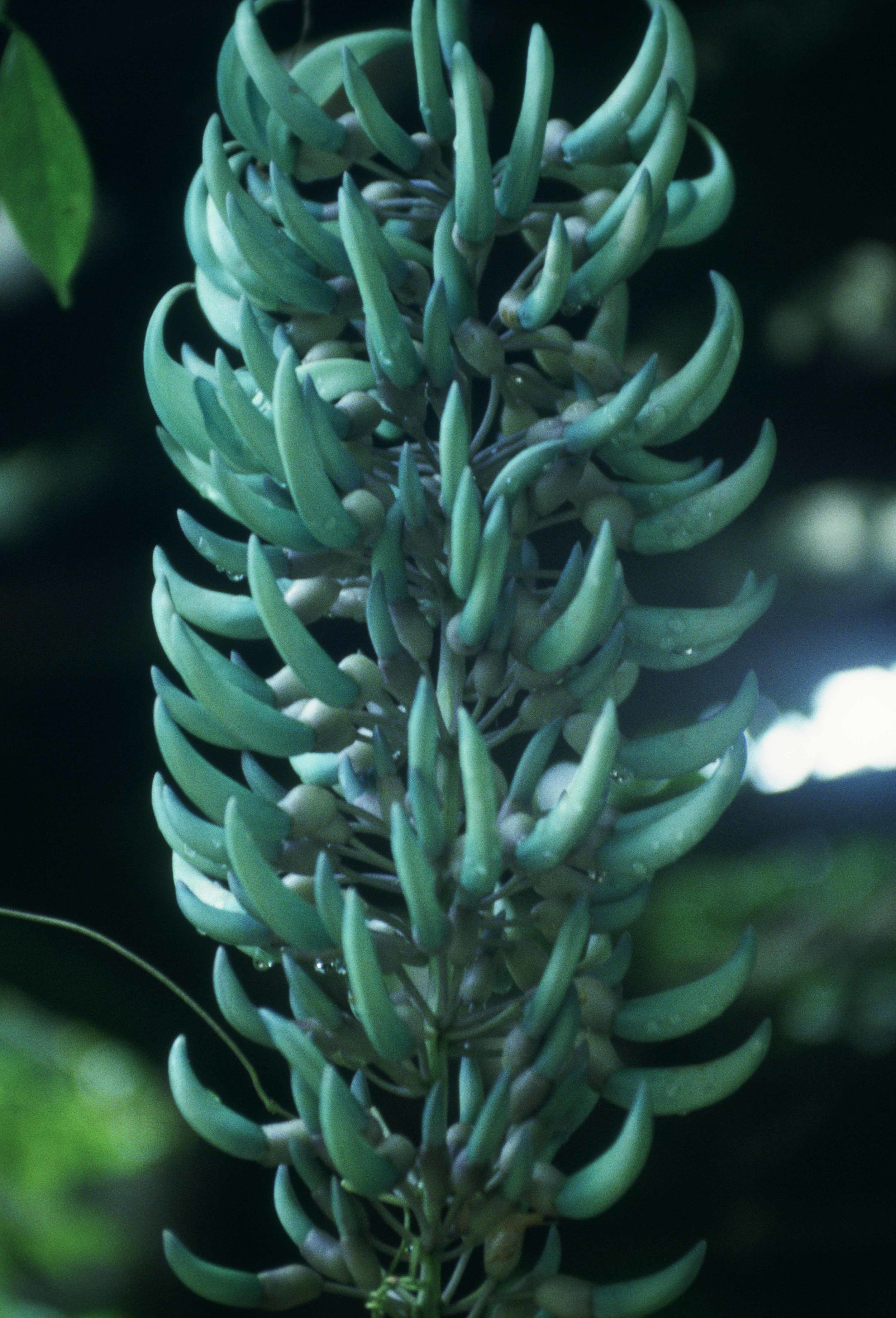 Strongylodon macrobotrys - Jade vine 2.jpg