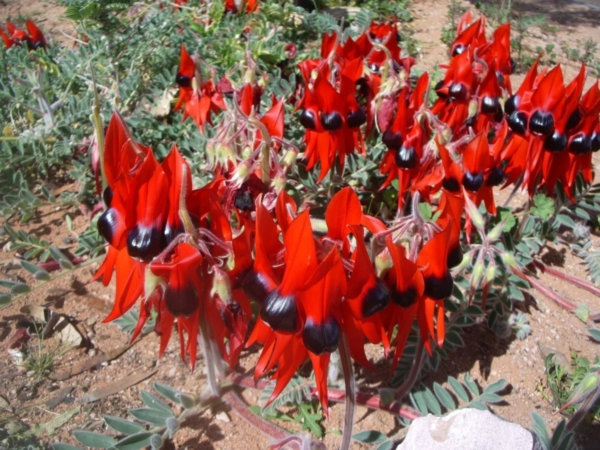 Swainsona formosa from Australia.jpg
