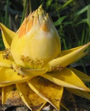 Ensete lasiocarpum - Dwarf banana from China.jpg