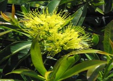 Xanthostemon chrysanthus from Australia.jpg