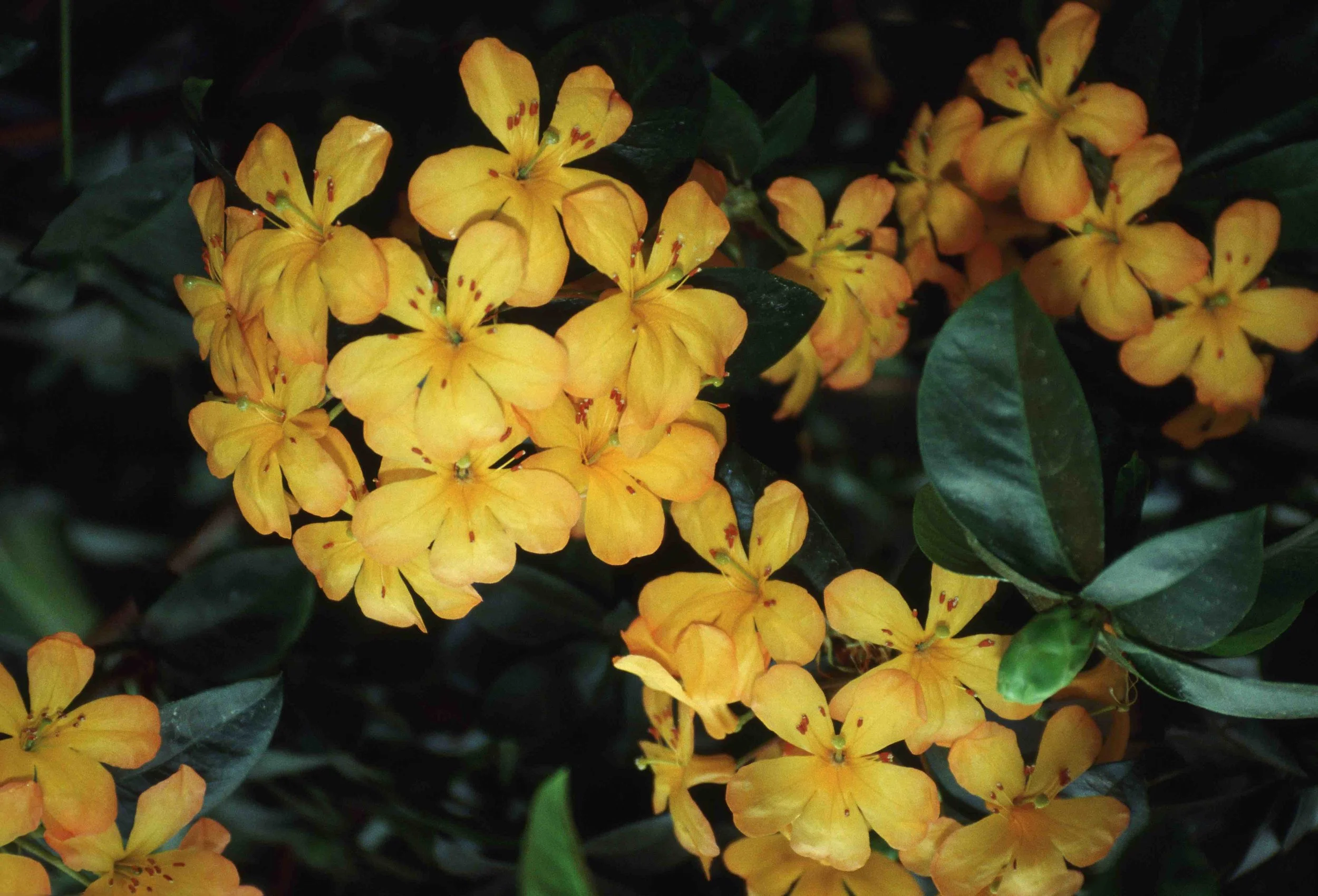 Virey_rhododendron_Tropical_Rhododendron.jpg