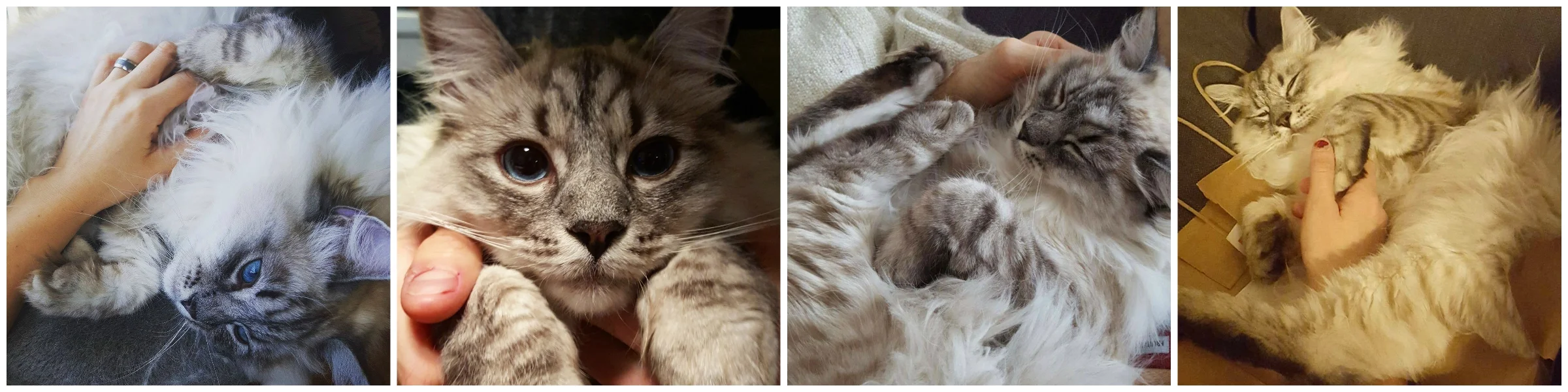 Kitten2