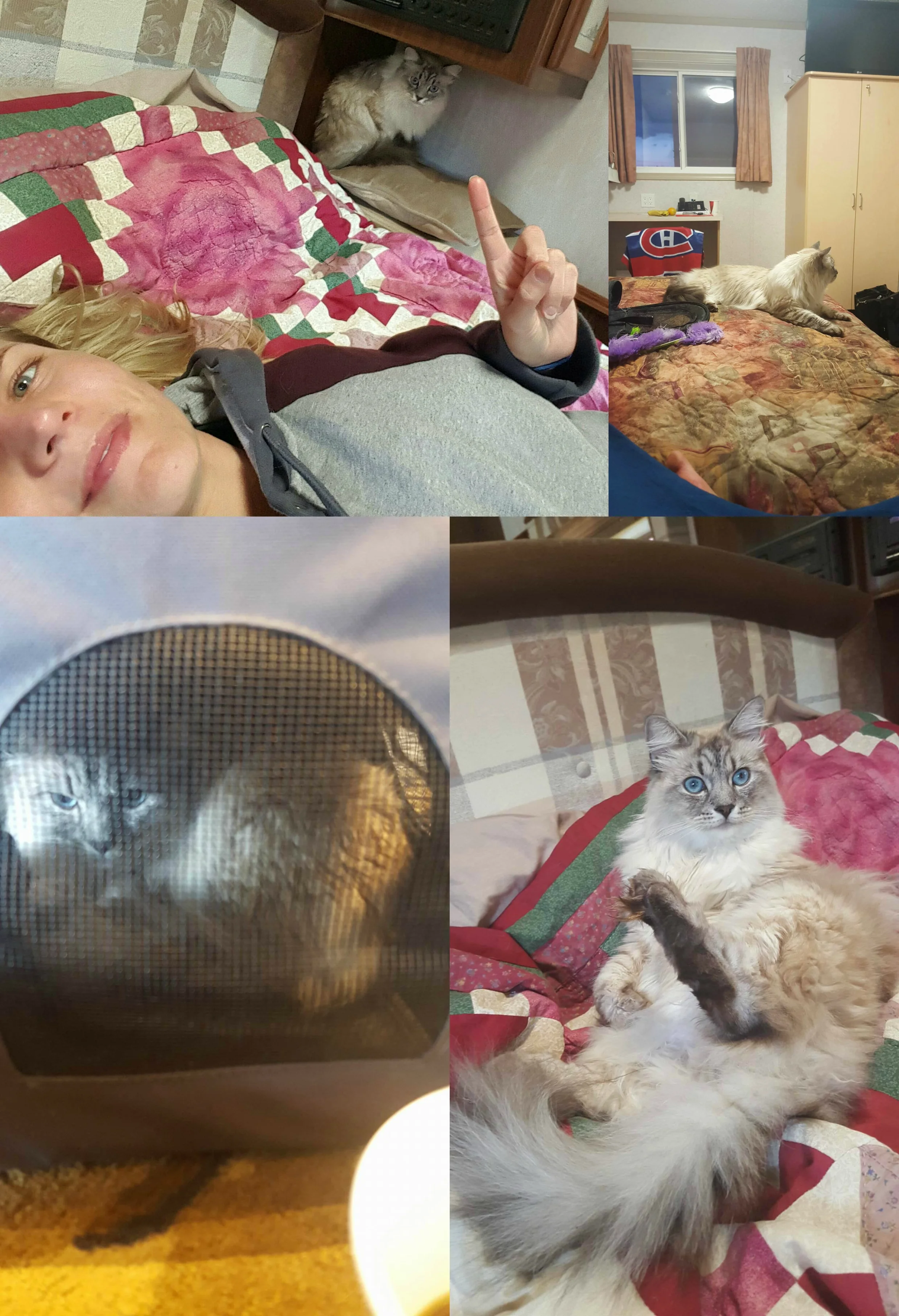 Cat YMMFire Collage