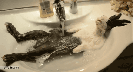 1381943538_rabbit_taking_a_bath