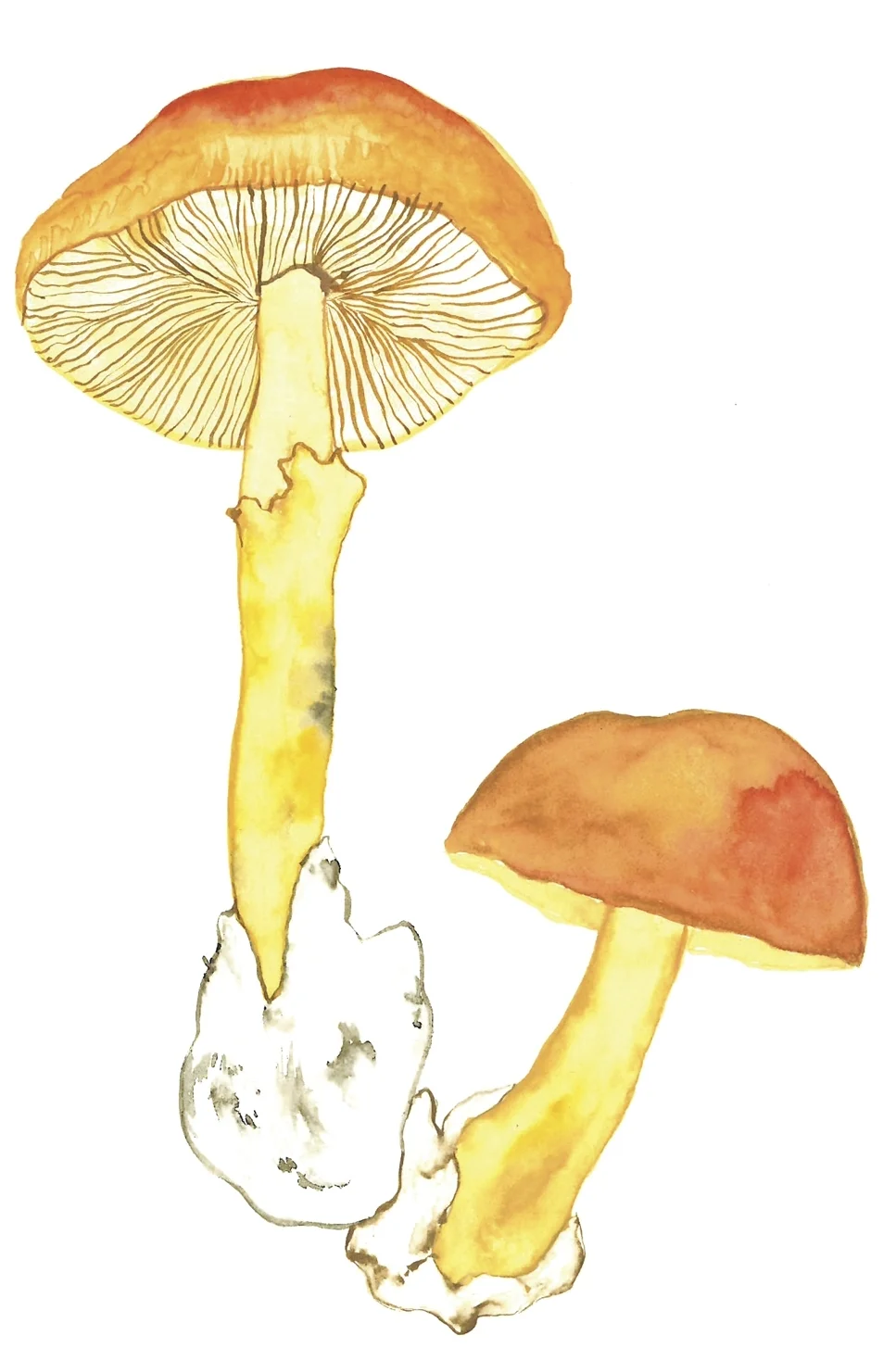 hongos_alta_04.jpg
