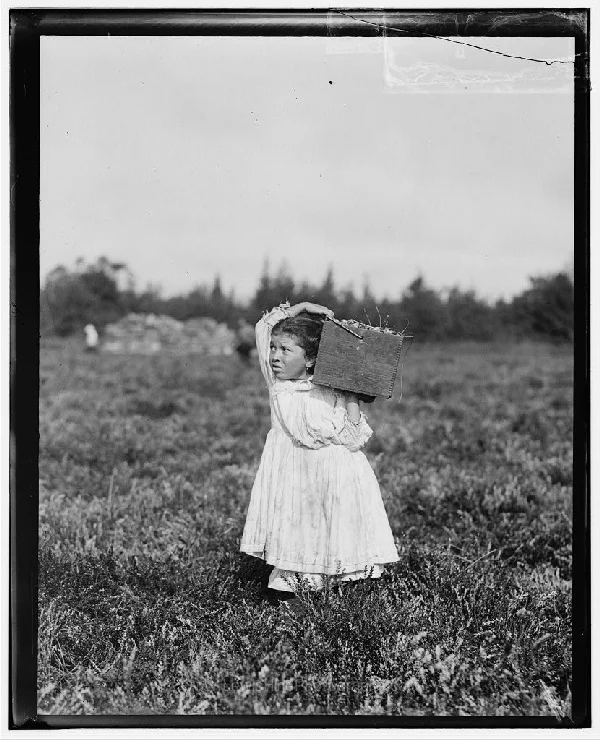 Jennie Camillo, 8 años de edad, vive en West Maniyunk (cerca de Filadelfia). Este verano ha recolectado arándanos en Turkeytown, cerca de Pemberton, Nueva Jersey. Esta es la cuarta semana de clases en Filadelfia, pero Jennie se quedará aquí dos semanas más. Pemberton, NJ, septiembre 27, 1910.