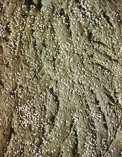 mole-verde.jpg