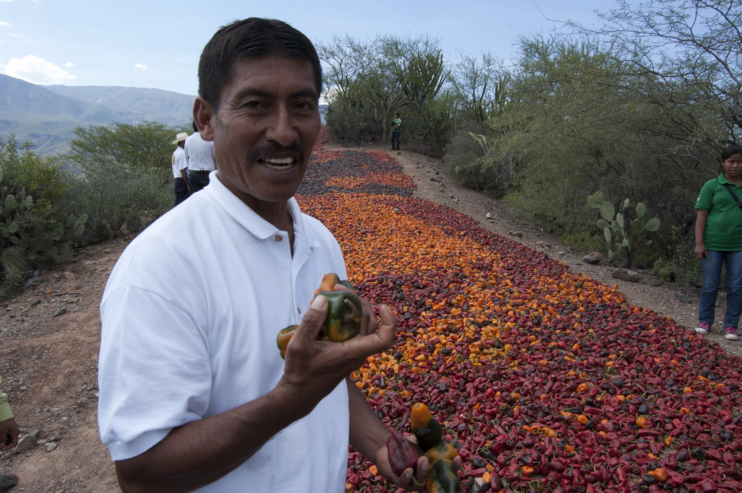 Félix Martínez grows more chilehuacle than anyone else. Photo: L. Laursen