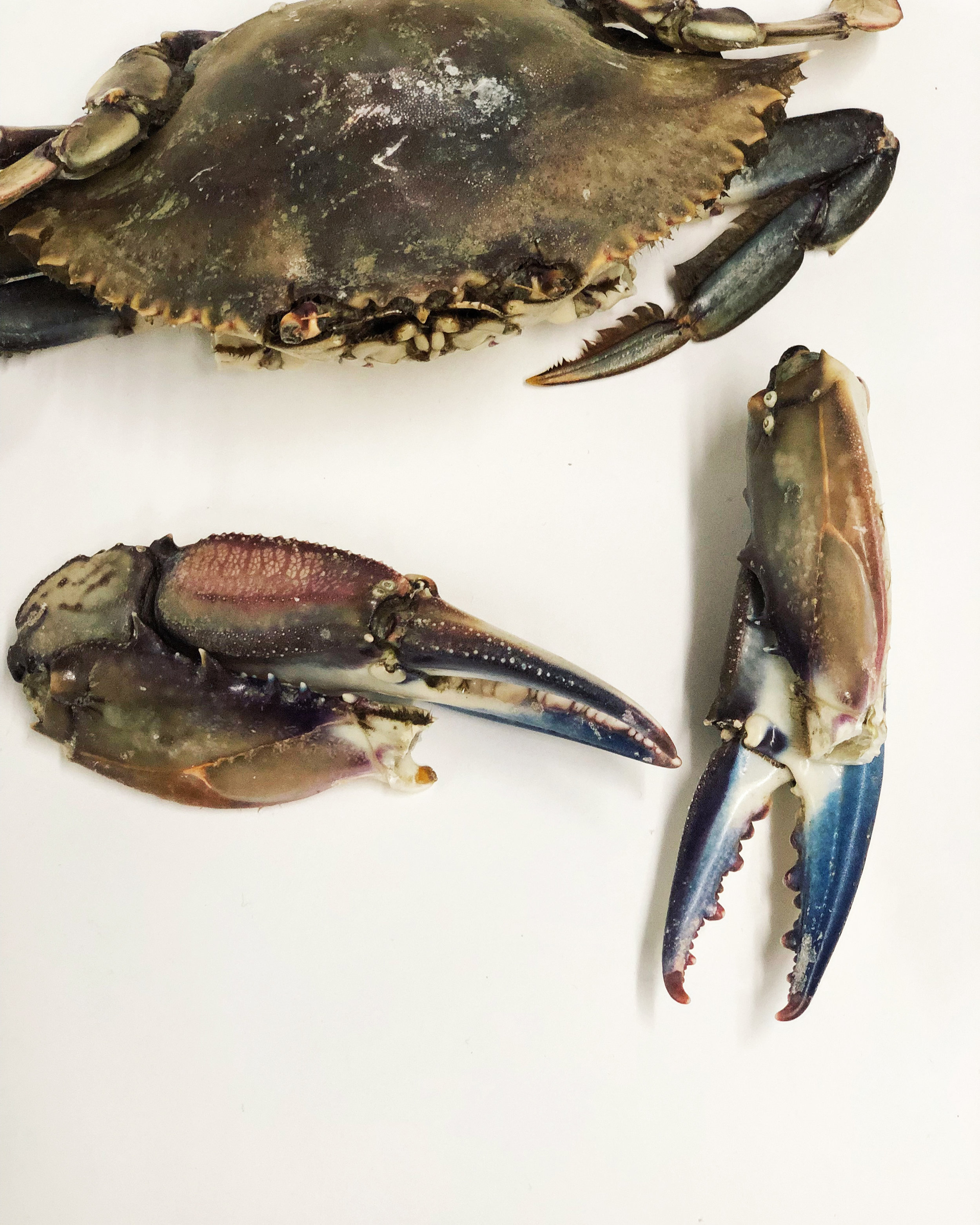 FondaTránsito Un marisco sale de sí mismo — HojaSanta