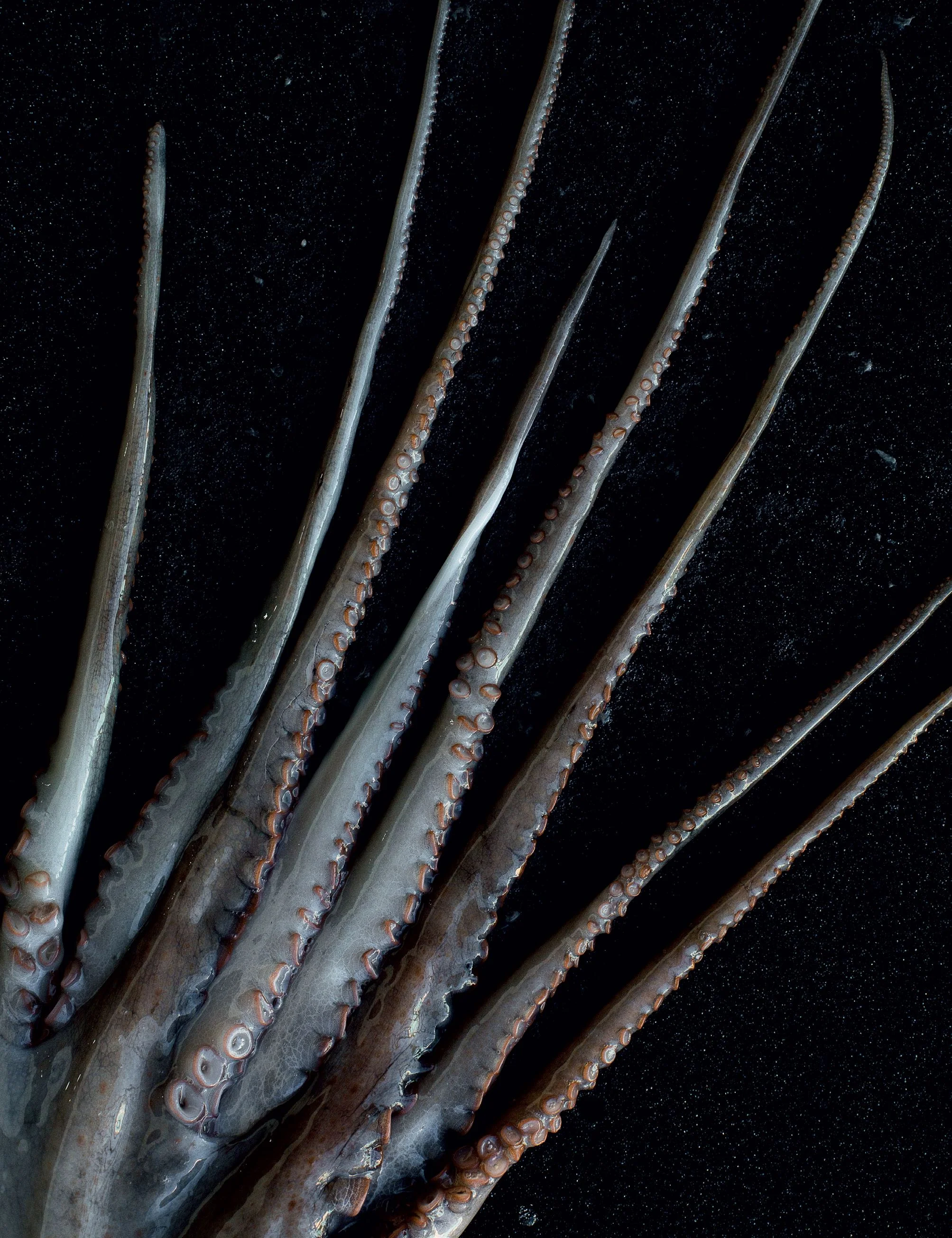 10152018_nota-oda al mar 01 (pulpo).jpg