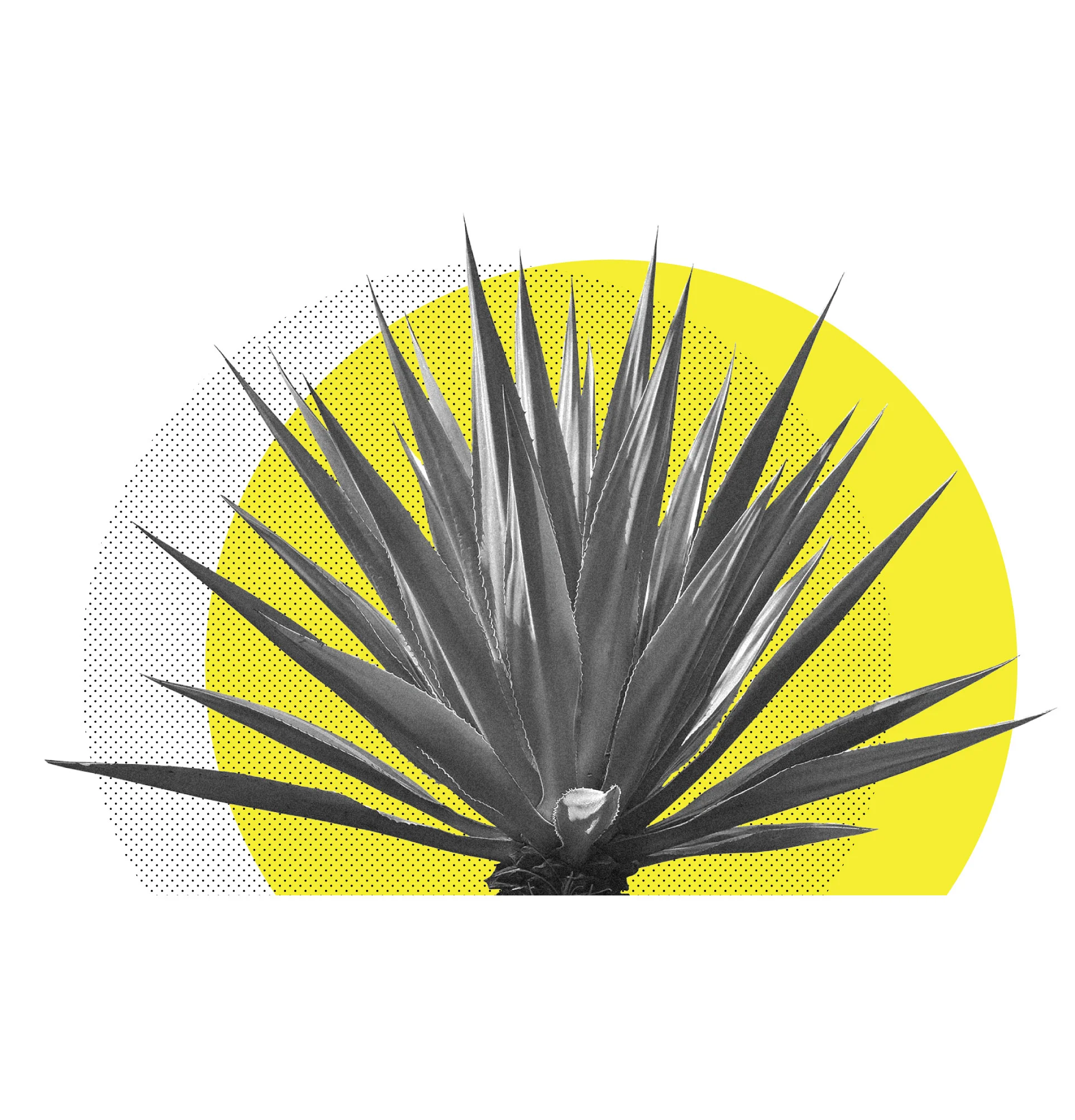 Agave1.jpg