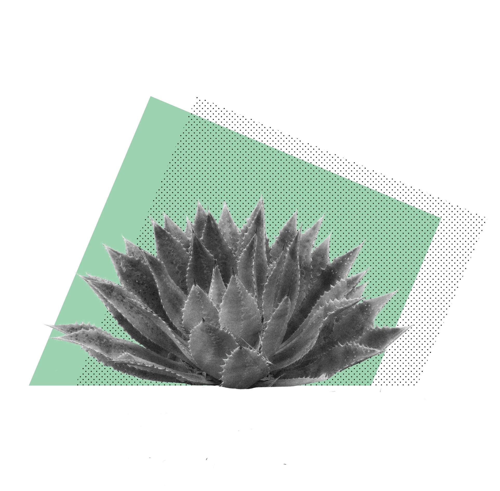 agave3.jpg