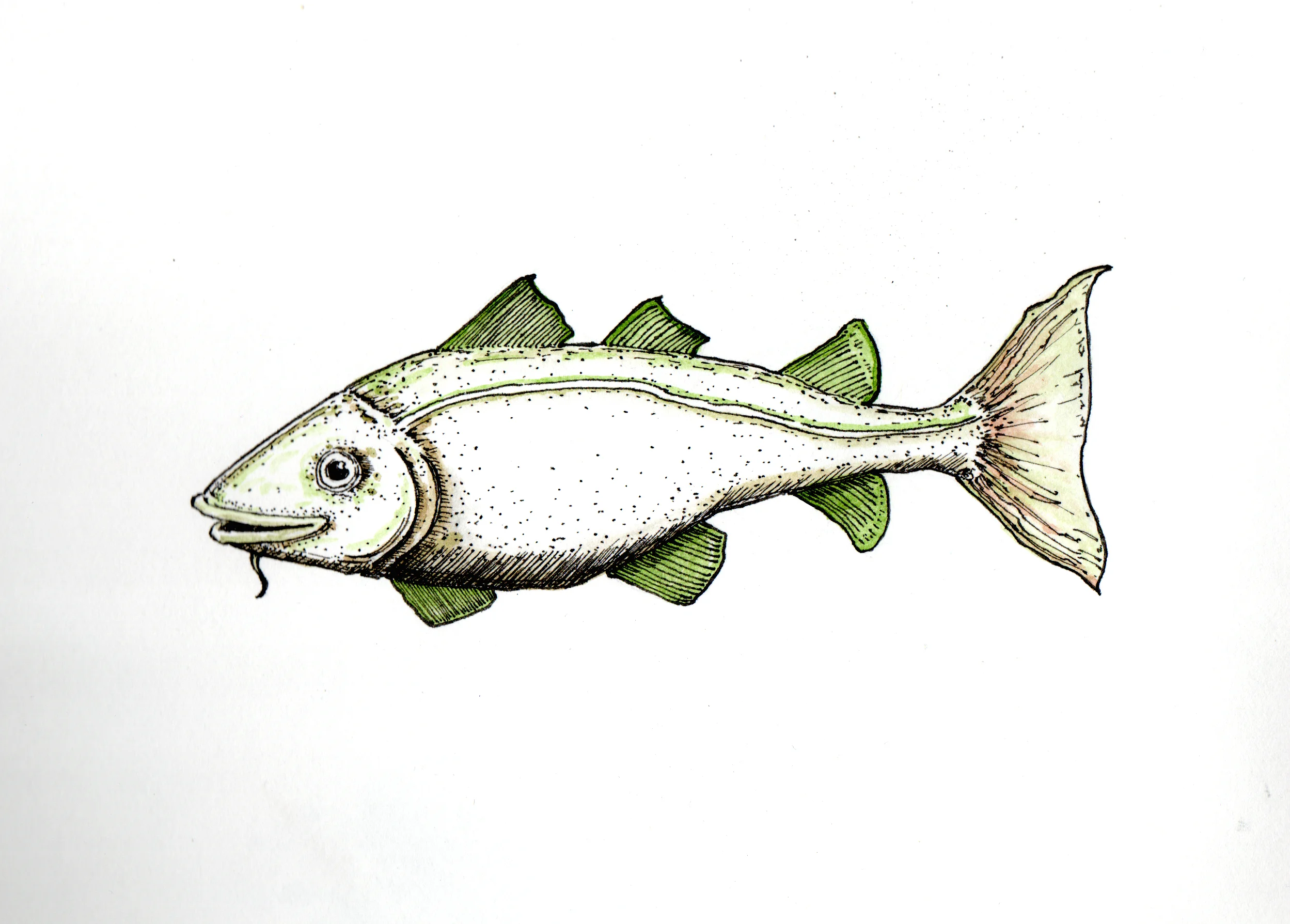 12162018_nota-bacalao.jpg