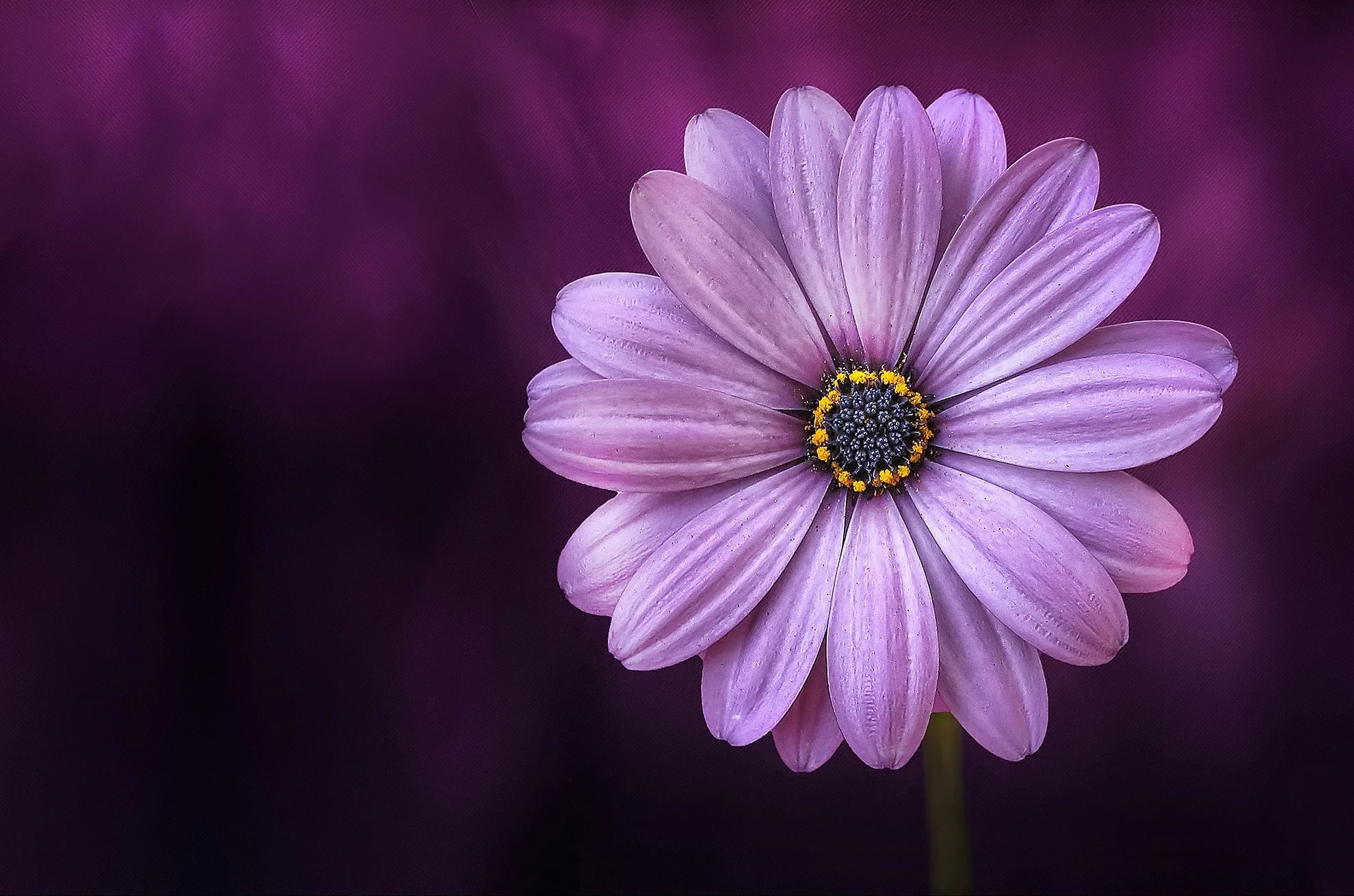 bloom-blooming-blossom-36753.jpg