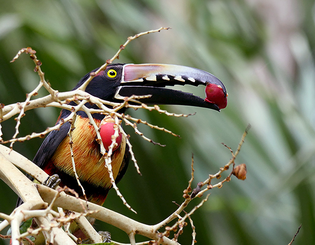 COARpicobonito_P1130406.jpg