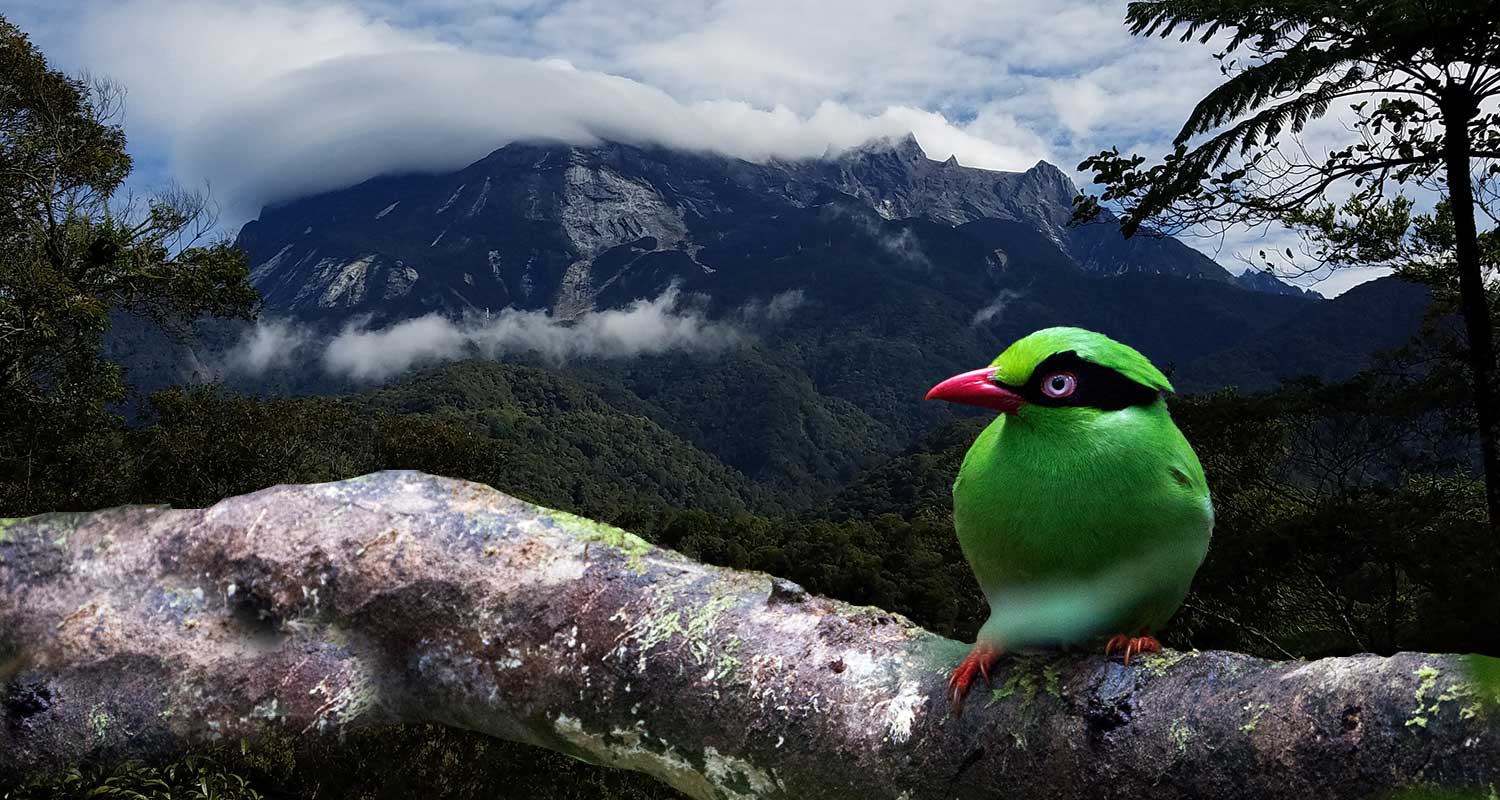 Borneo