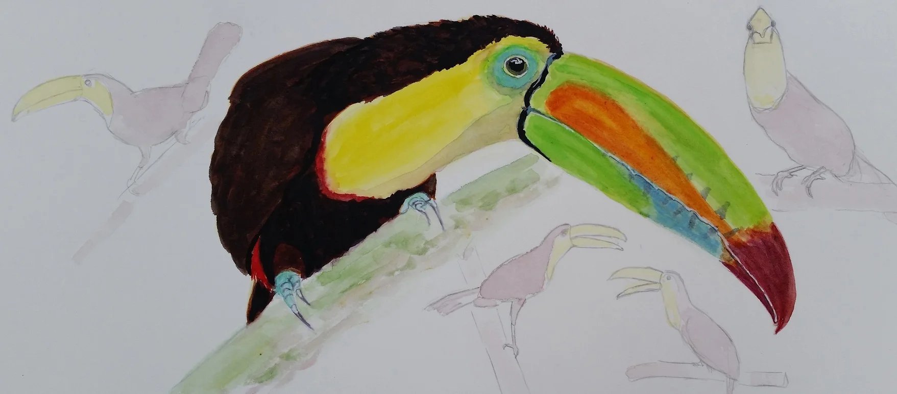 aracari-sketch-web.jpg