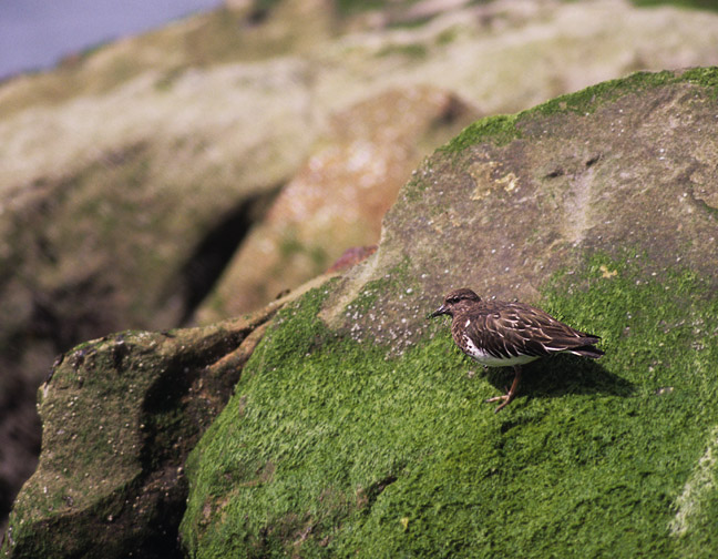 CALIFORNIA — Paradise Birding