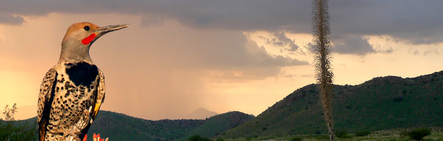 GIFL_AzMonsoonSunset2_SSbanner.jpg