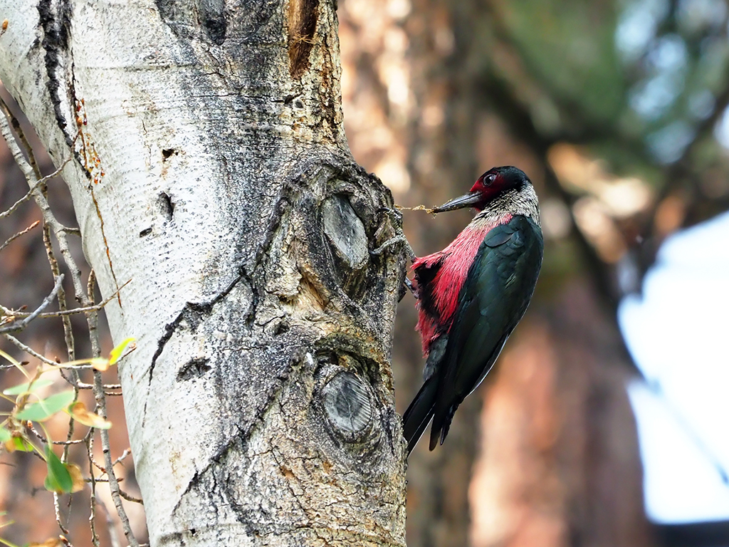 Lewis's Woodpecker