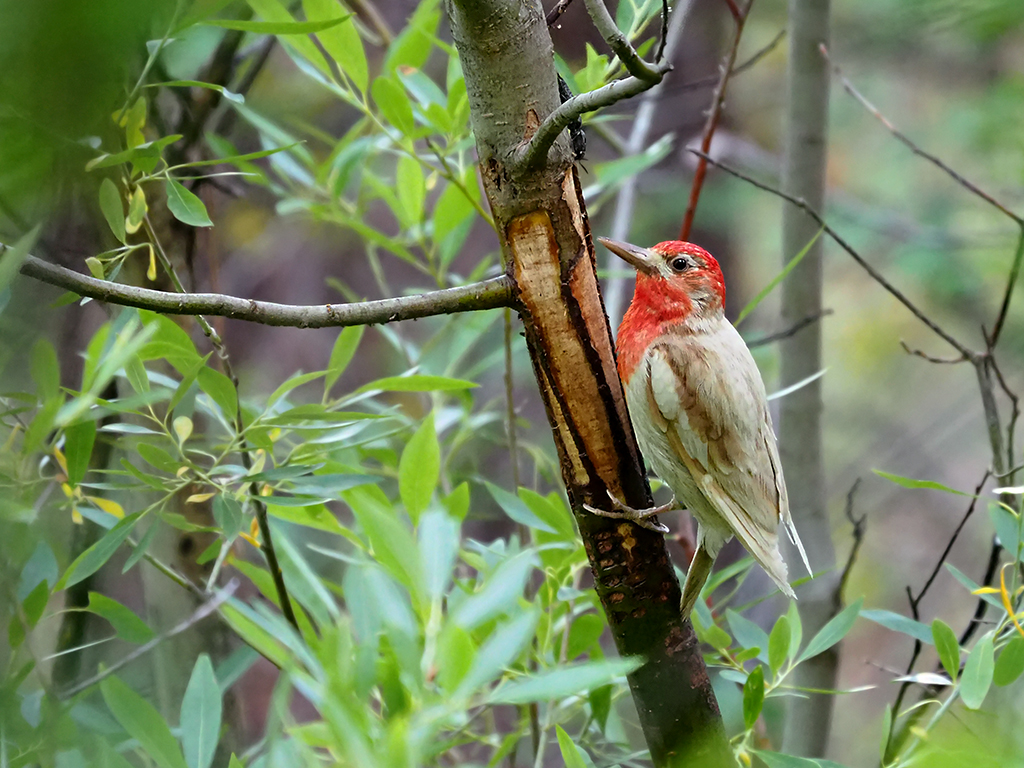 Red-breasted Sapsucker
