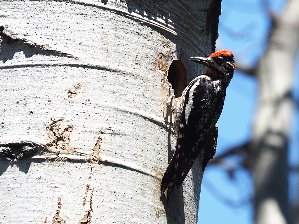 Red-naped Sapsucker