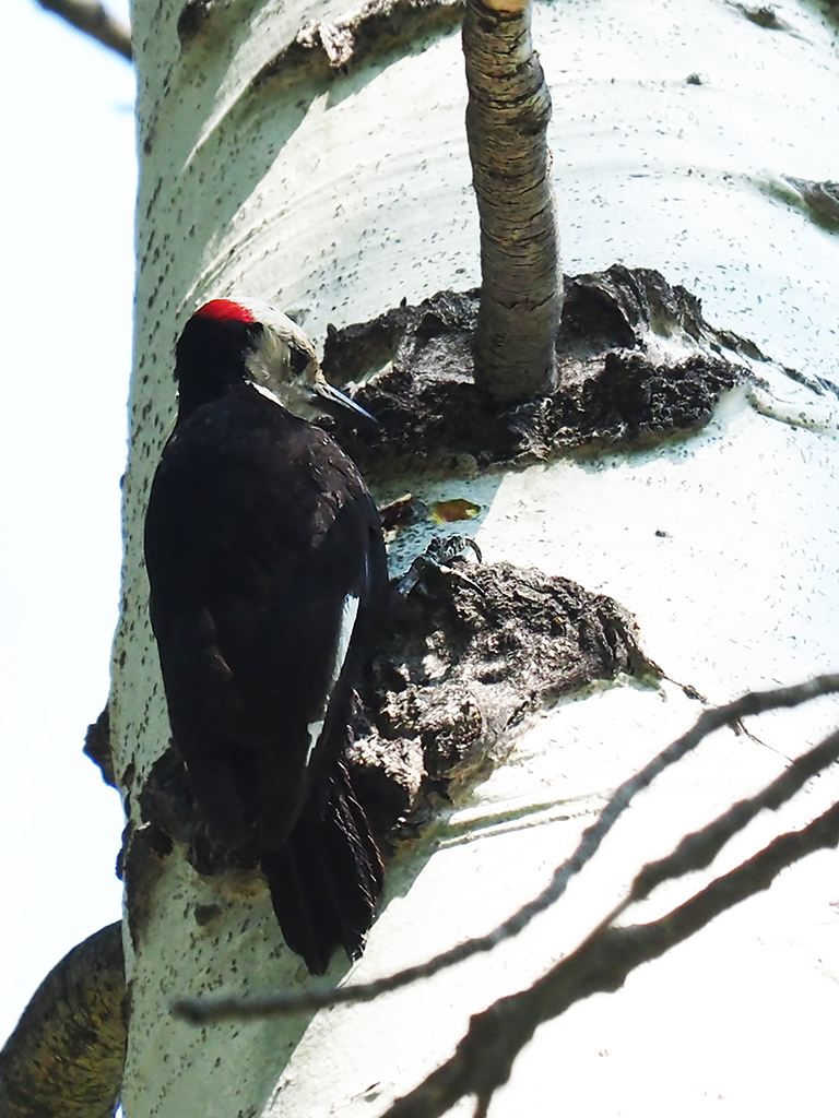 White-headed Woodpecker