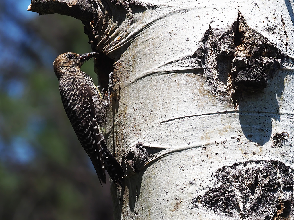 Williamson's Sapsucker